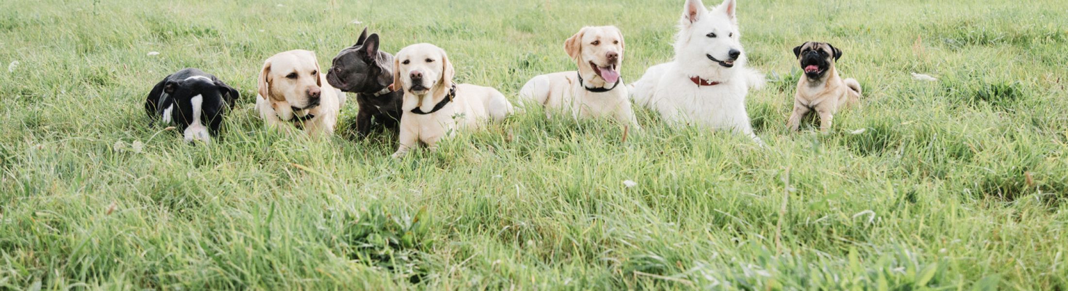 Begegnungstraining Hundetraining